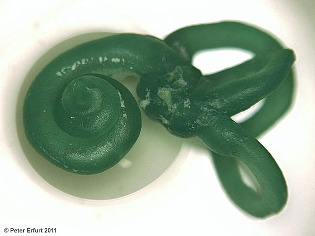 Korrosionsmodell des menschlichen Innenohrs mit Gleichgewichtsorgan